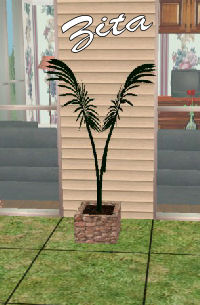 http://www.aussietopenders-sims2.com/images1/Zita_ParlorPalm-small.jpg