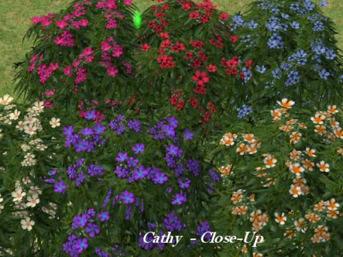 http://www.aussietopenders-sims2.com/images/Close%20Up%20Of%20Flowers.jpg